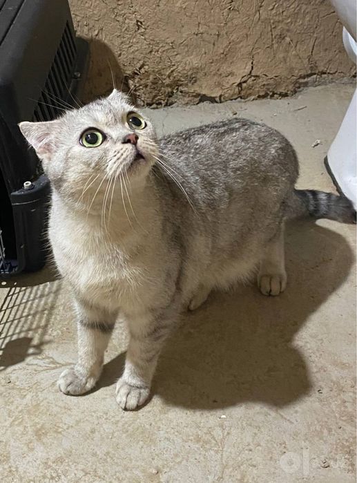 British shorthair silver Shaded shinshila