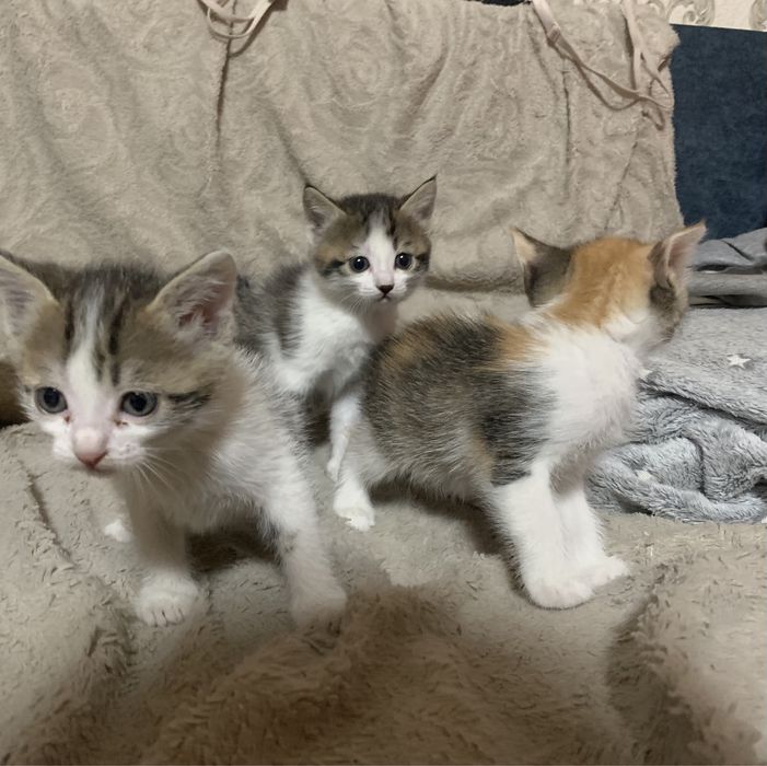 Отдам котят в добрые руки