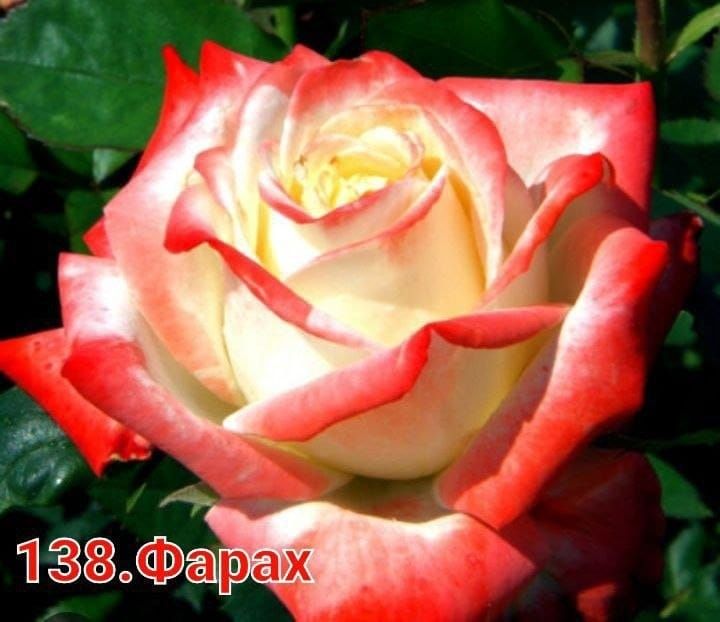 Продаётся саженцы цветов