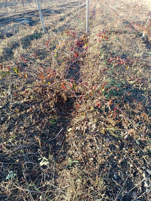 Саженцы ежемалина