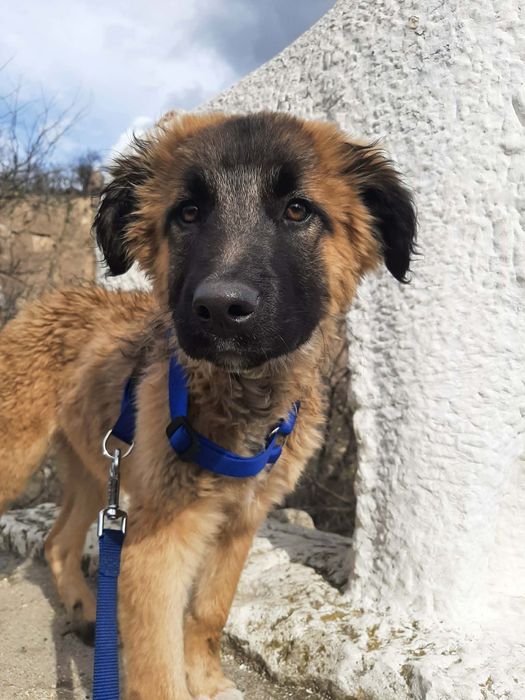 Мъжко кученце на 4-5 месеца търси спешно дом!