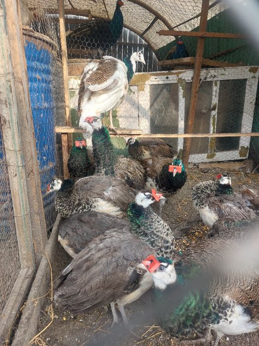 Vând pauni maturi și pui