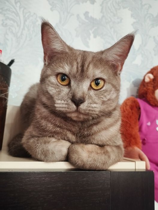 Срочно отдам кошку