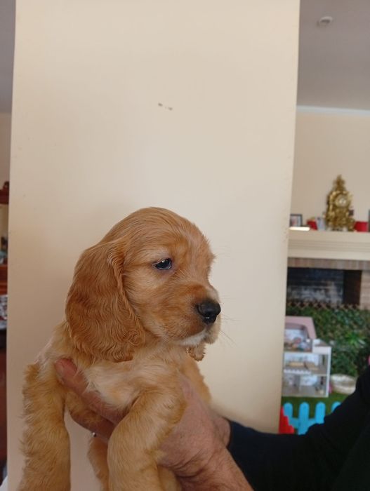 Cocker spaniel auriu
