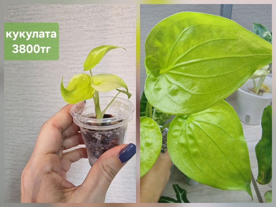 Комнатные цветы (домашние)