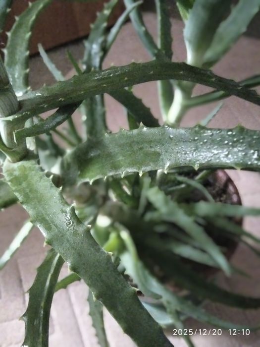 Алое лечебный столетник с детками