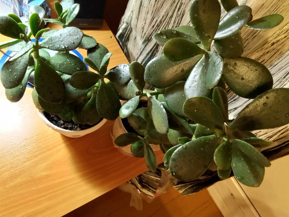 Денежное дерево ( крассула)