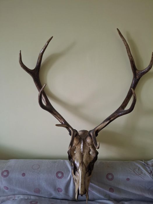 Хубави еленски рога