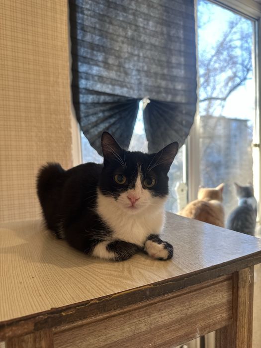 Котенок мальчик ищет дом