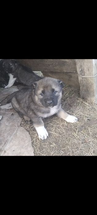 Продам щенят алабай и кавказская