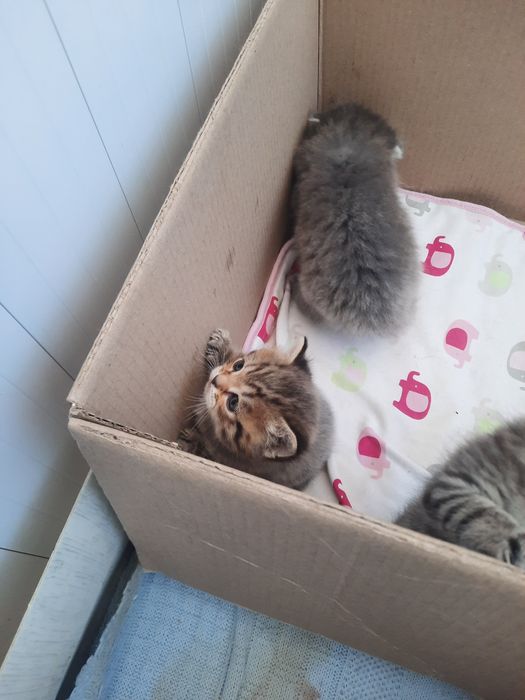 Котята породистые