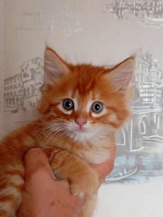 Мейн Куны котята