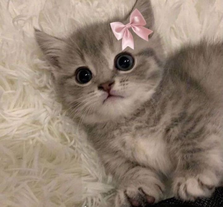 Марғау, мысық, котик (Бесплатно)