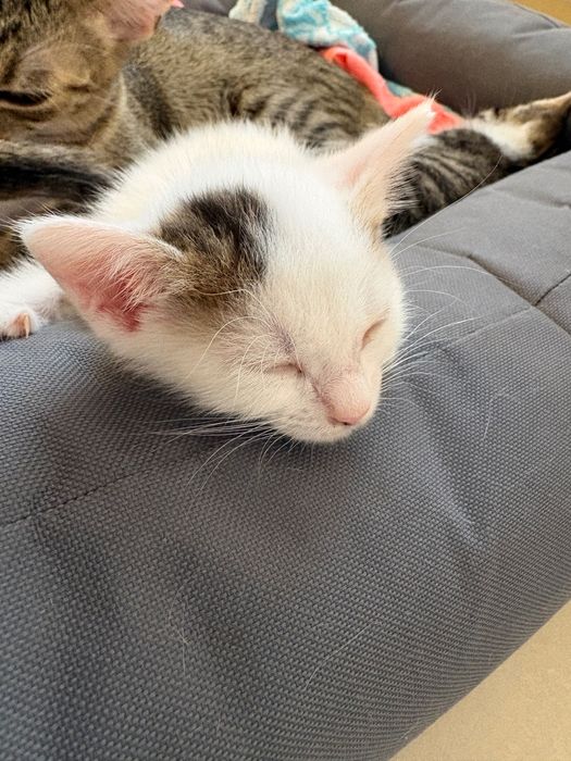 Adopție pisici familie responsabila