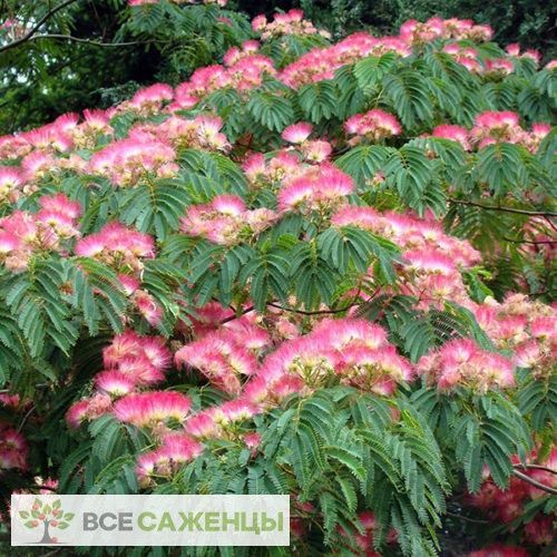 Декаративни дарахтларни сотилади