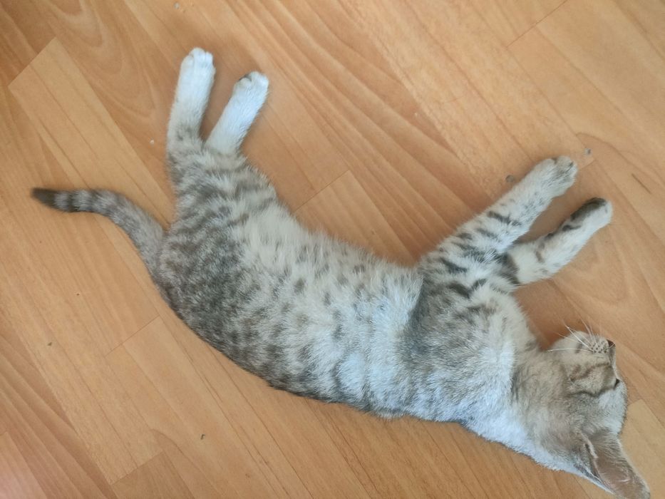 Продам маленкую котяту