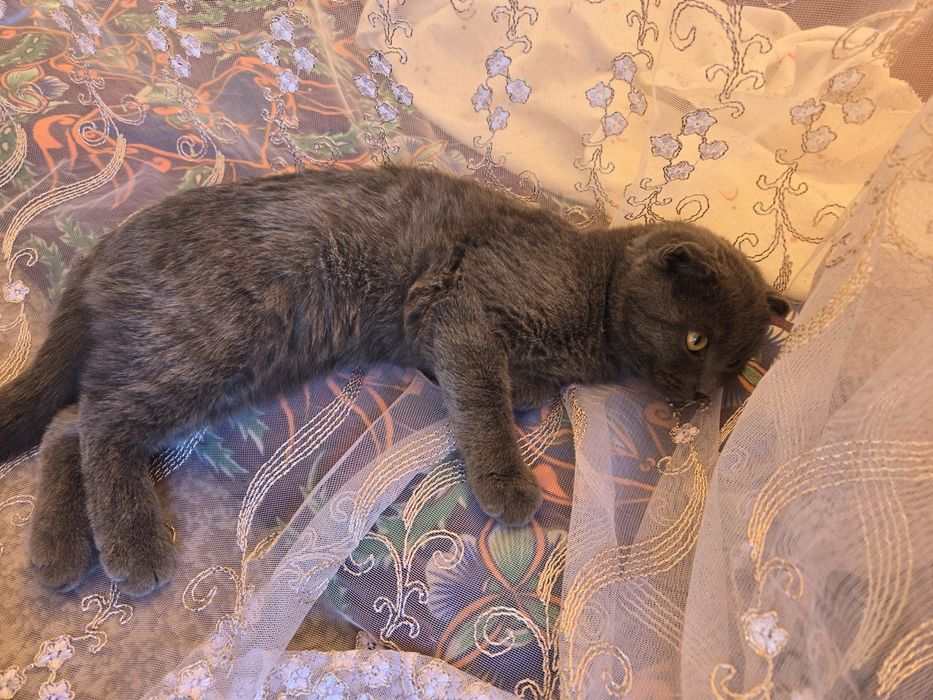 Продается Шотландская кошка вислоухая