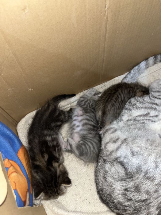 Ерекше түсті марғаулар