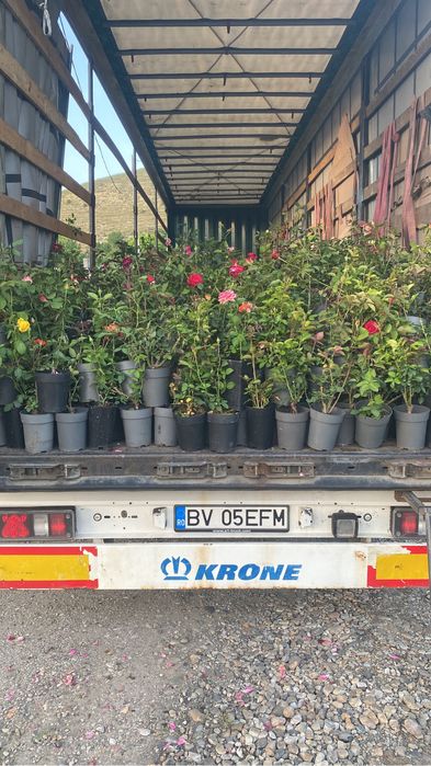 Trandafiri de toate culorile