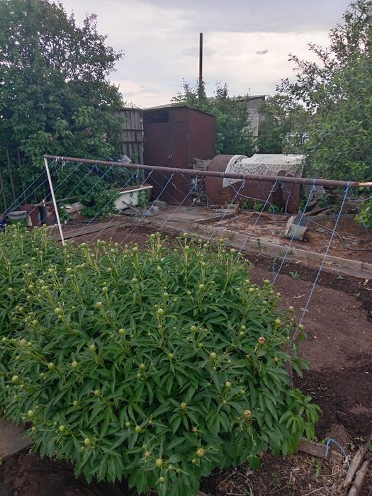 Продам дачу Союз, улица 17, дача 65
