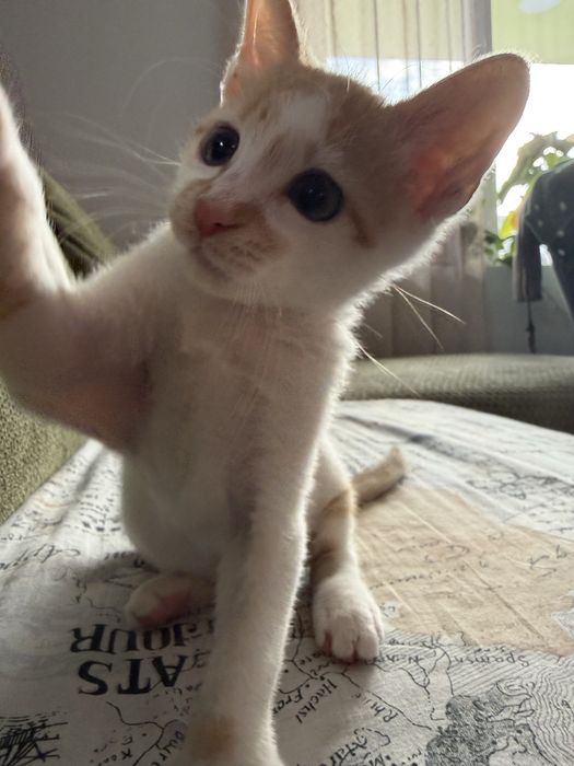 Малко мъжко коте