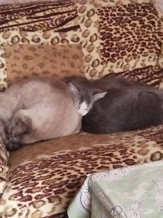 Отдам даром катенка