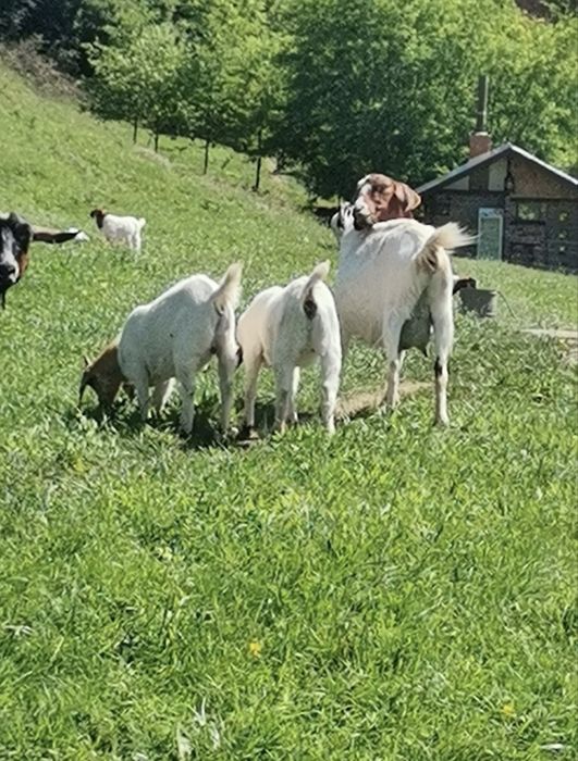 Vand capre Alpina franceza, Boer si Sanen
