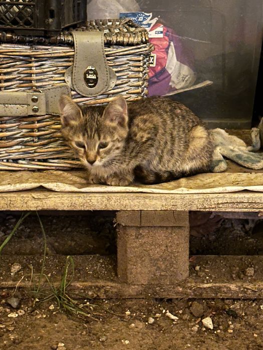 Отдам котят в добрые руки