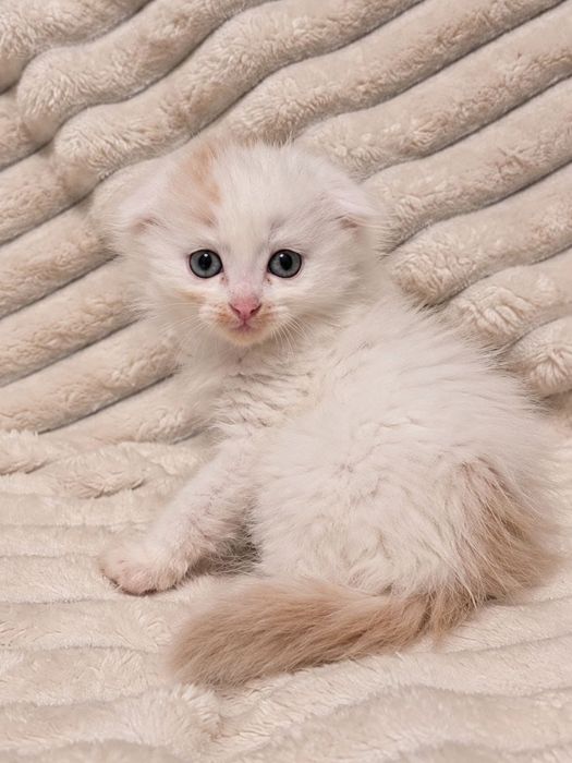 Котята ищут любящие руки