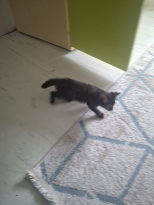 Котенок девочка(вроде)
