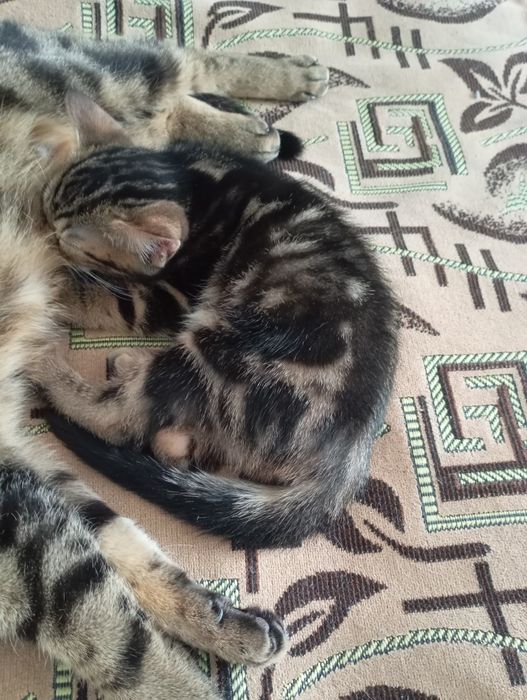 Бенгал британ котенок