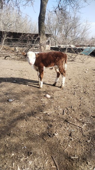 2 күндік герефорд еркек бұзау