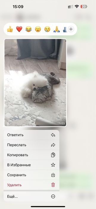 продам щеночка , шпиц мини 2.5 месяцев