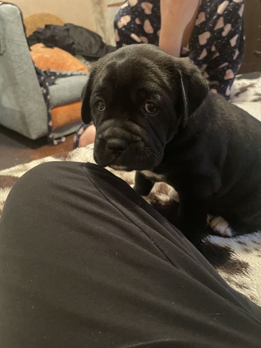 Продам щенка порода боксер