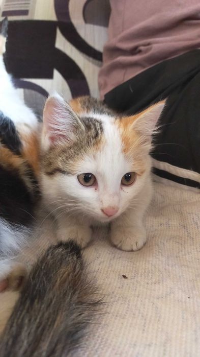 Кошки котята мысык