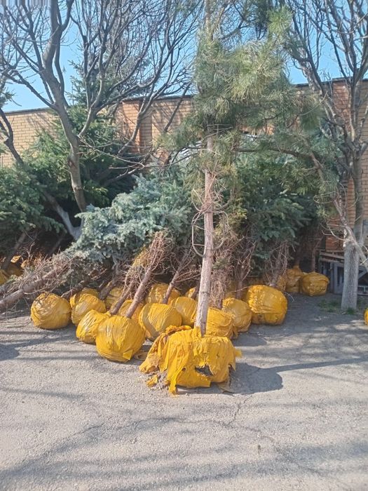 Срочно расПродам елки