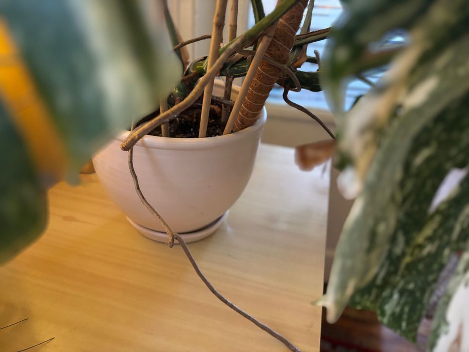 Рядко цвете голямо Monstera Deliciosa Thai Castellation