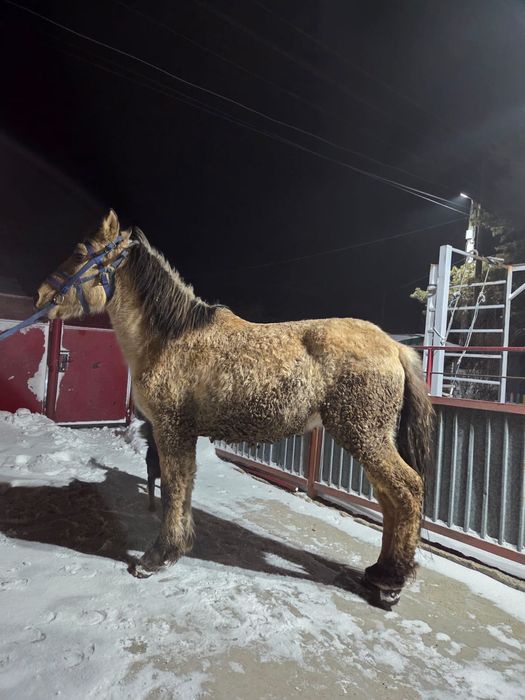 Продается тай (жеребчик)