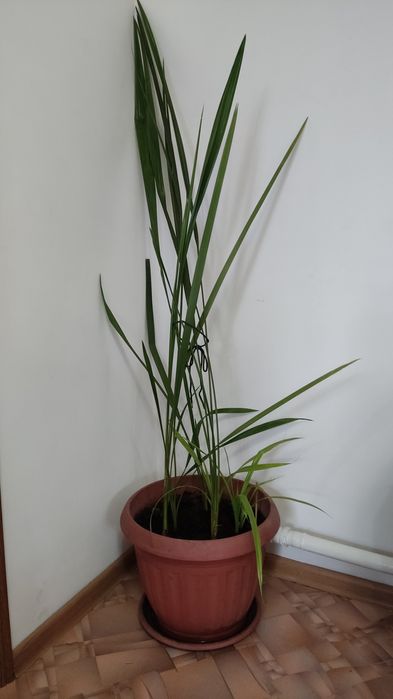 Финиковая пальма. Растения/цветы