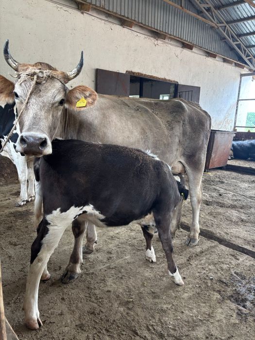 Ірі-қара мал сатылады