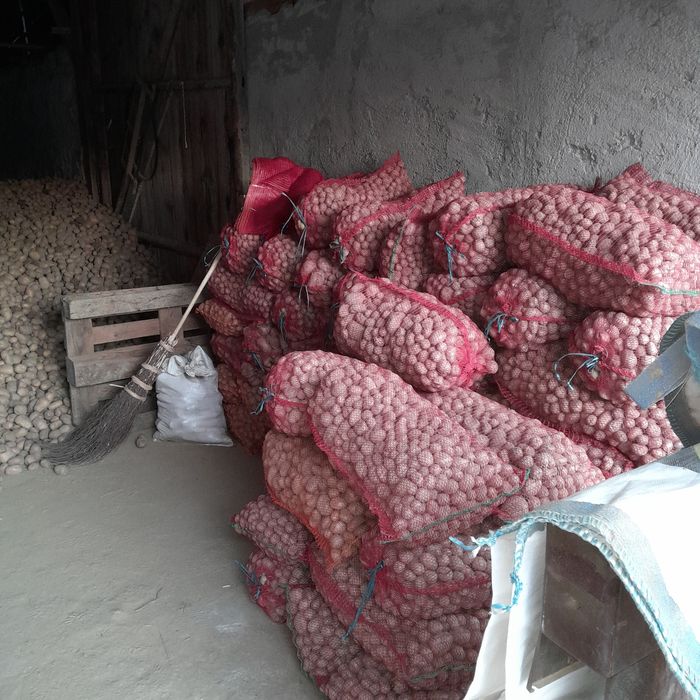 Vând cartofi  de consum și sămânță.