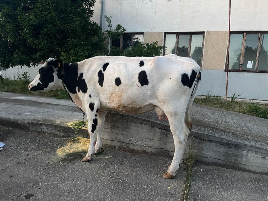 Vaca cu lapte de vanzare