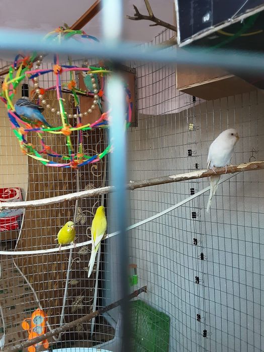 Волнистые попугаи, молодые