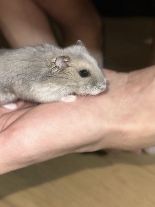 Хомяк джунгарский