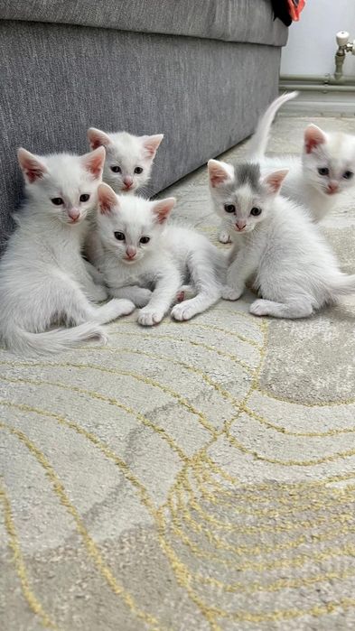 Котята, кішкентай мысықтар