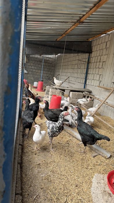 Шамо+Корея жужалари Сотилади 1 ойлик