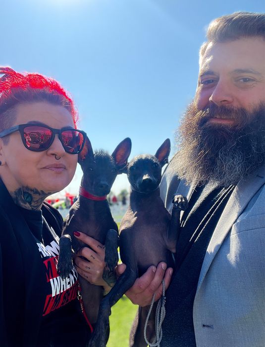 Xolo mini/xoloitzcuintli mini/mexican fara par cu pedigree - baietel