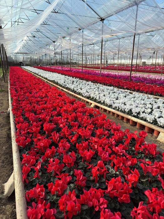 Siklamen Primula Geran gullari sotiladi