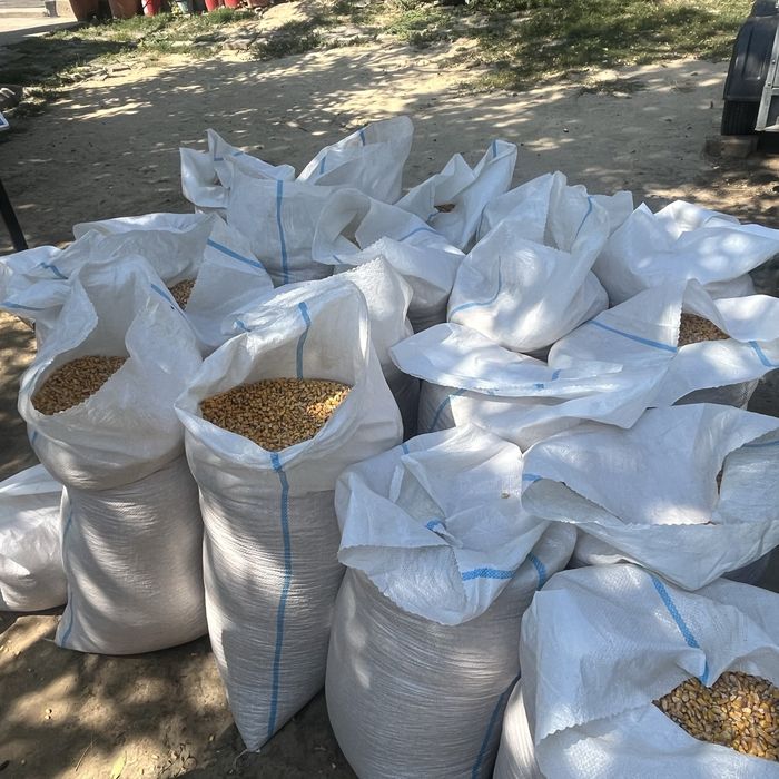 Vând porumb boabe recoltă 20-25 in zona Galați (Smârdan Cișmele Vânatori Sat Costi livrat gratis la domiciliu orice cantitate