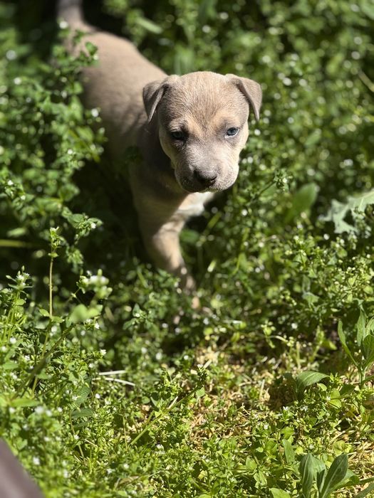 Щенок питбуля — настоящий красавец и охранник